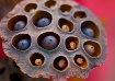 Lotus Pod Study