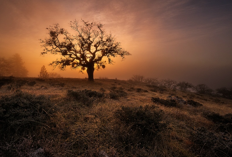 Fog At Sunset