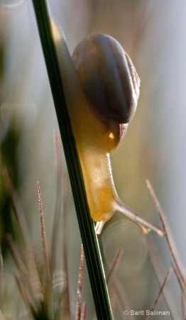 close up Snail with Back light 