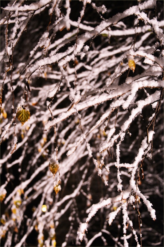 The first snowfall