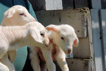 Three Little Lambs, who had gone astray...