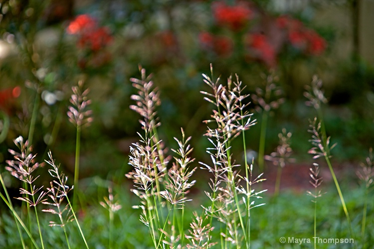Tall grass: Before and After