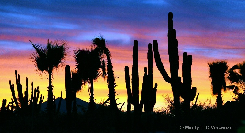 Baja Sunrise 