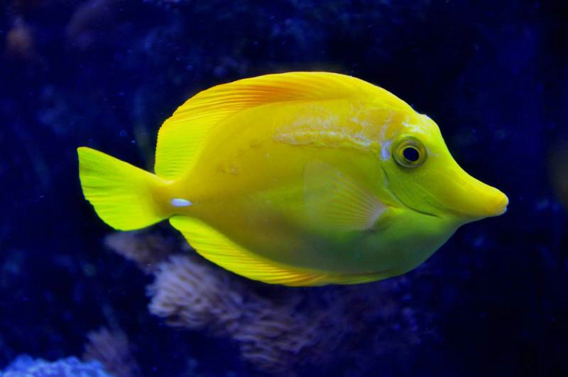 Yellow Fish