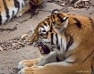Better To Eat You...