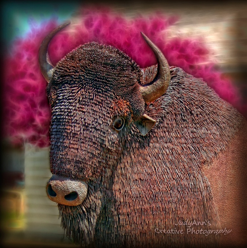 Mr. Bison