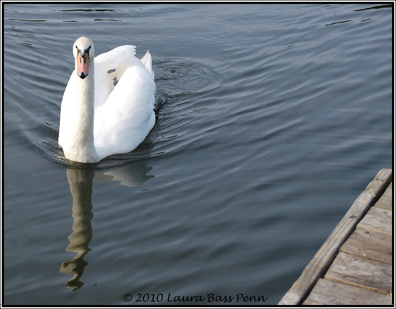swan lake - ID: 13594943 © Laura