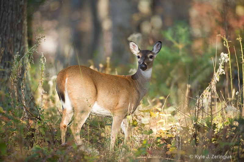 White Tail Deer, Cades Cove, Smokies - ID: 13595079 © Kyle Zeringue