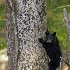 © Kyle Zeringue PhotoID # 13595085: Black Bear 18