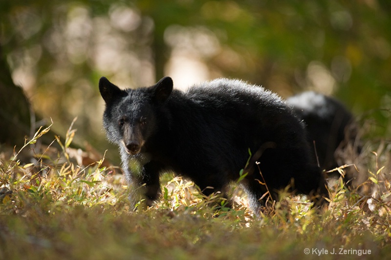 Black Bear 16 - ID: 13595087 © Kyle Zeringue