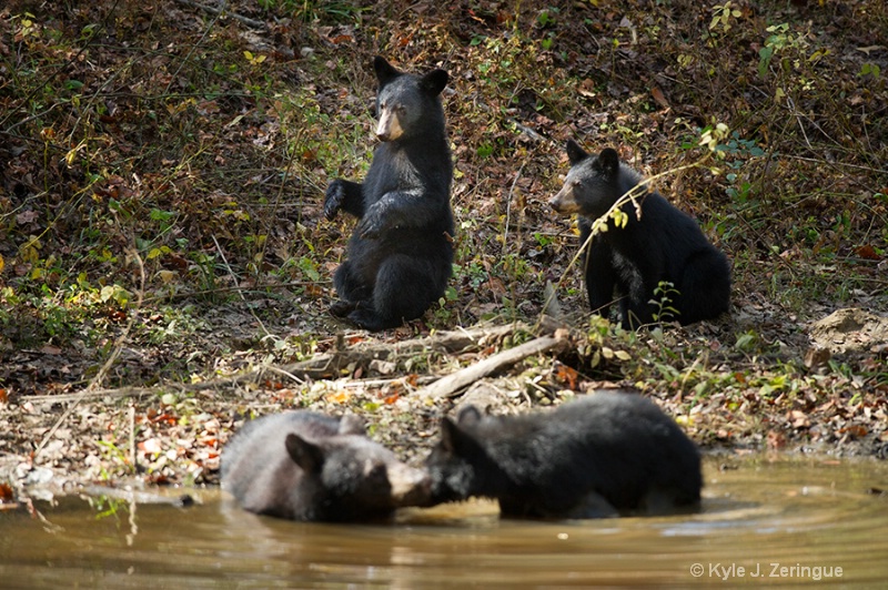 Black Bear 15 - ID: 13595088 © Kyle Zeringue
