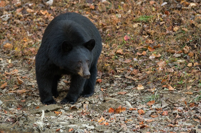 Black Bear 12 - ID: 13595092 © Kyle Zeringue