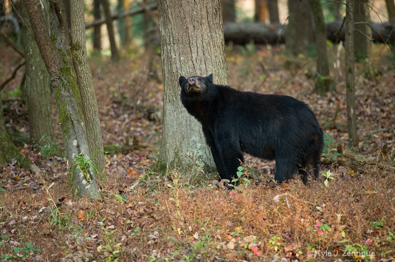 Black Bear 10 - ID: 13595094 © Kyle Zeringue
