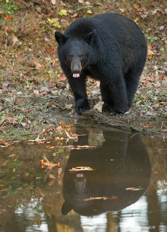 Black Bear 9 - ID: 13595095 © Kyle Zeringue