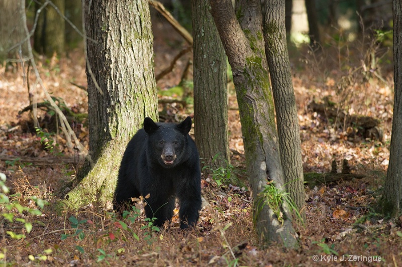 Black Bear 7 - ID: 13595187 © Kyle Zeringue