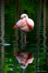 Flamingo Reflecti...