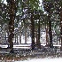img 1226 nockamixon state park snow - ID: 13595935 © Cynthia Underhill