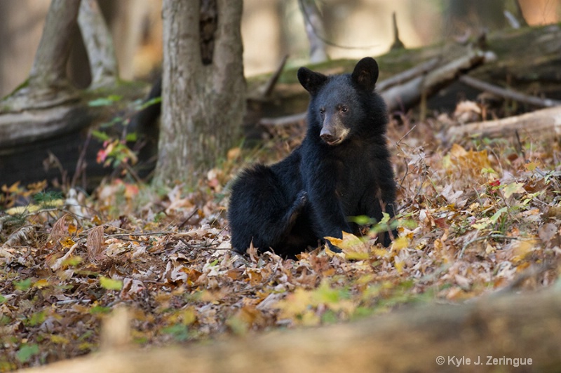 Black Bear 4 - ID: 13595938 © Kyle Zeringue