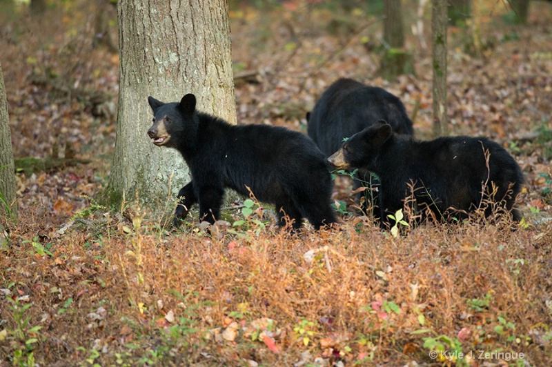 Black Bear 3 - ID: 13596065 © Kyle Zeringue