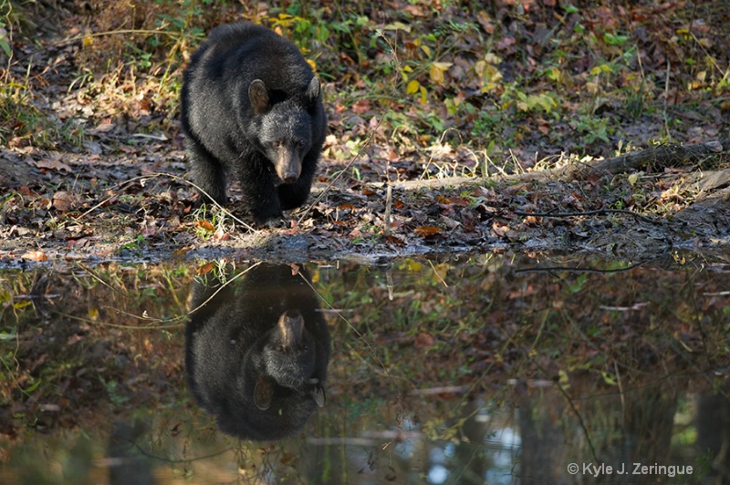 Black Bear 2 - ID: 13596148 © Kyle Zeringue