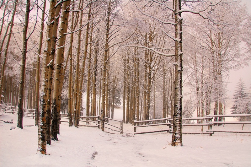 Aspens In Snow