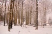 Aspens In Snow