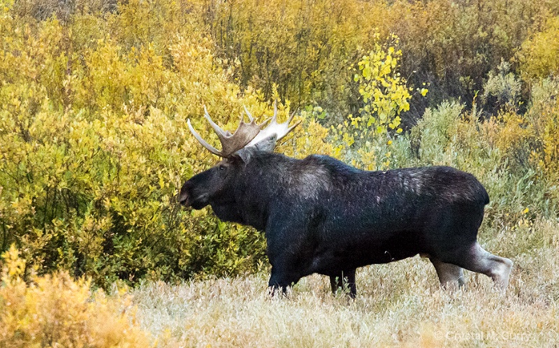 Moose in the northern part of the Tetons