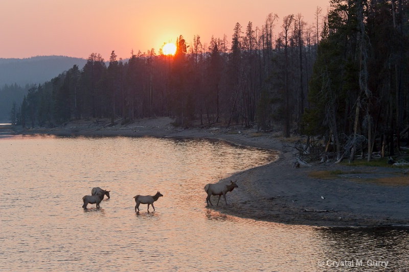 Sunset and Elk on Yellowstone Lake