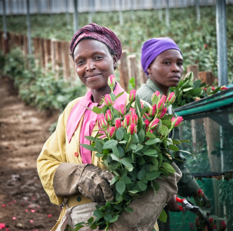 Gathering Roses in Kenya