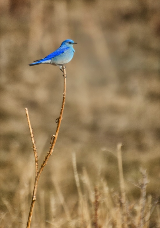Colorado Blue Bird