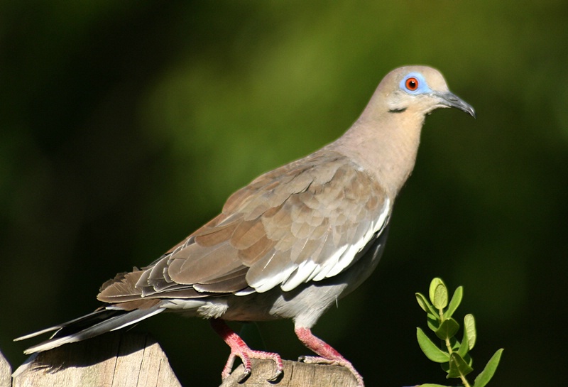 White - winged - Dove