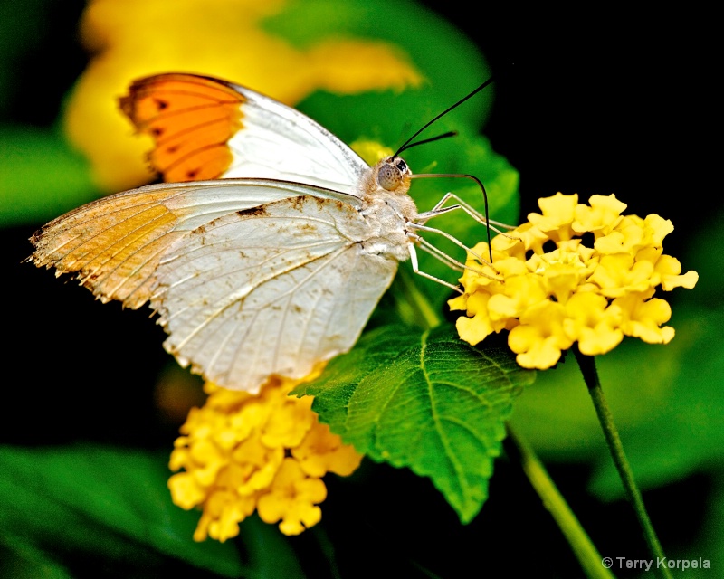 Victoria Butterfly Gardens - ID: 13596509 © Terry Korpela