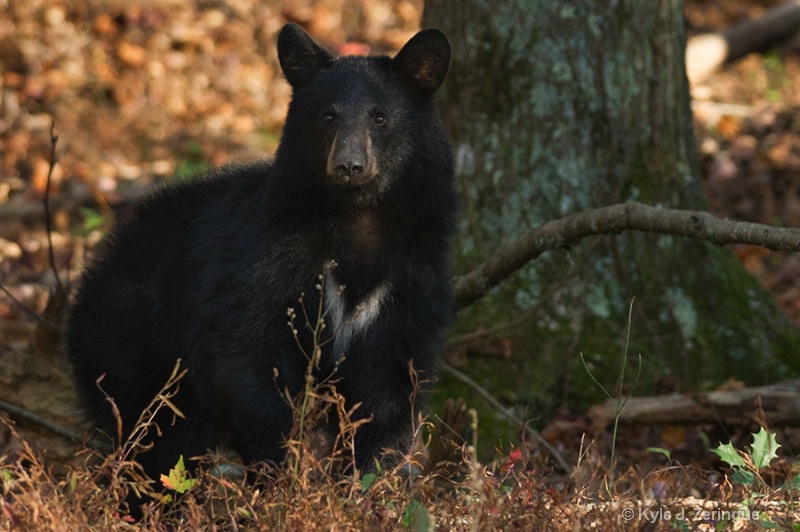 Black Bear - ID: 13596582 © Kyle Zeringue