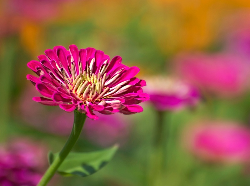 Zinnia