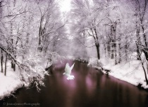 Photography Contest Grand Prize Winner - December 2012: Peace on Earth