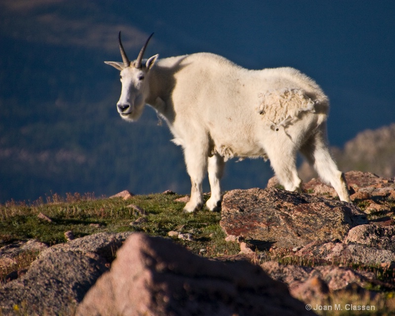 King of the Mountain