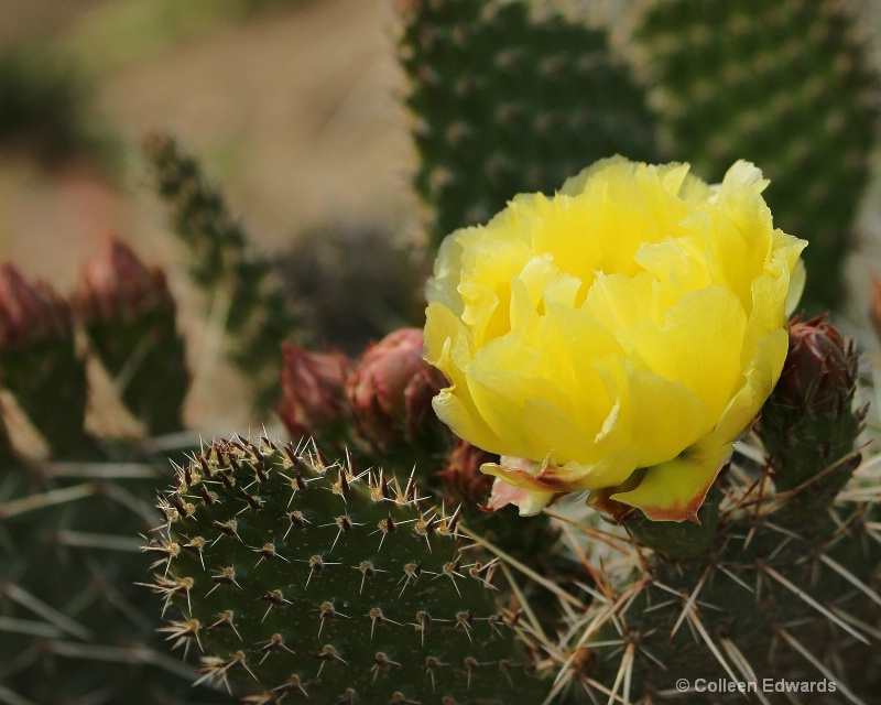 Desert Rose