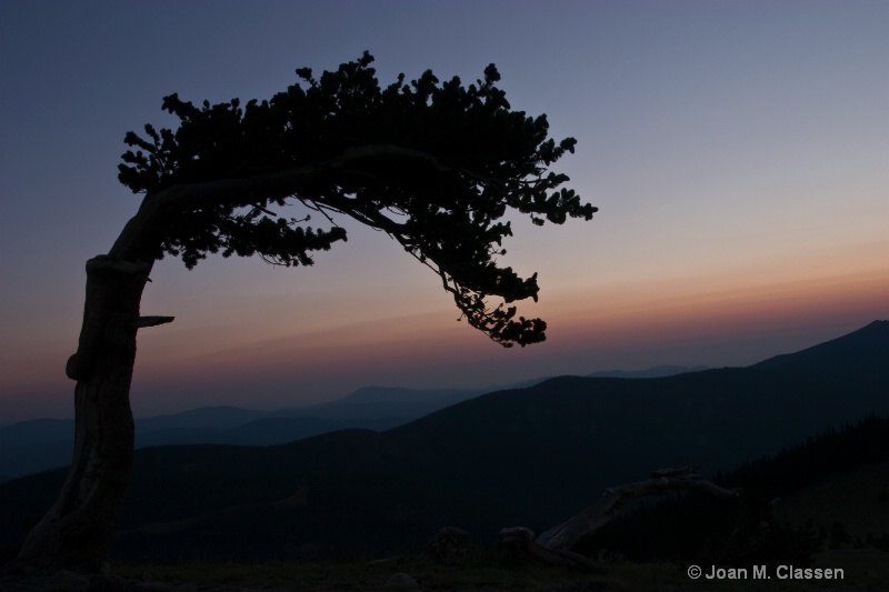 Lone Tree