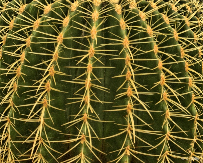 Cactus