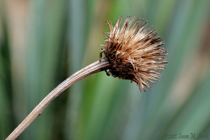 Winter Garden Spikes