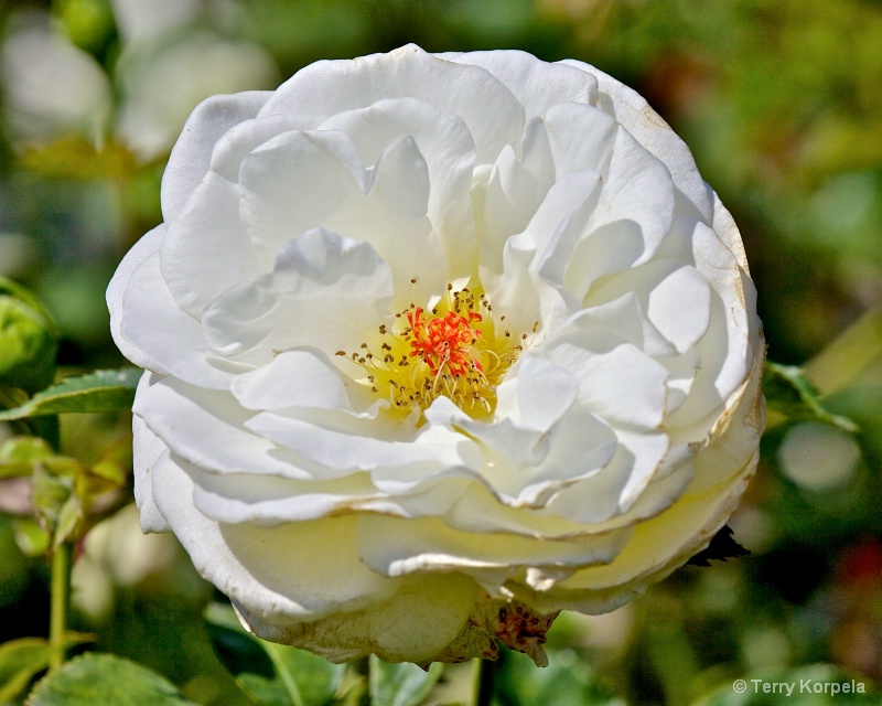 A nice rose - ID: 13598832 © Terry Korpela