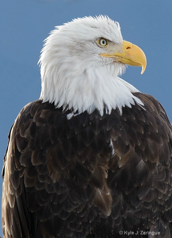 Chlikat Bald Eagle - ID: 13598957 © Kyle Zeringue