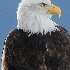 © Kyle Zeringue PhotoID # 13598957: Chlikat Bald Eagle