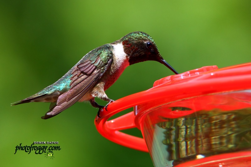 Male Ruby Throated Hummingbird