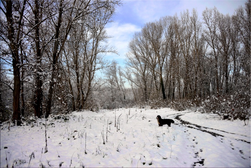 Walking in the woods.... (winter version)