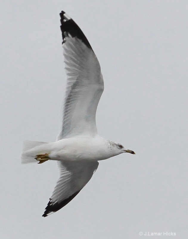 flight pose-ringed bill gull