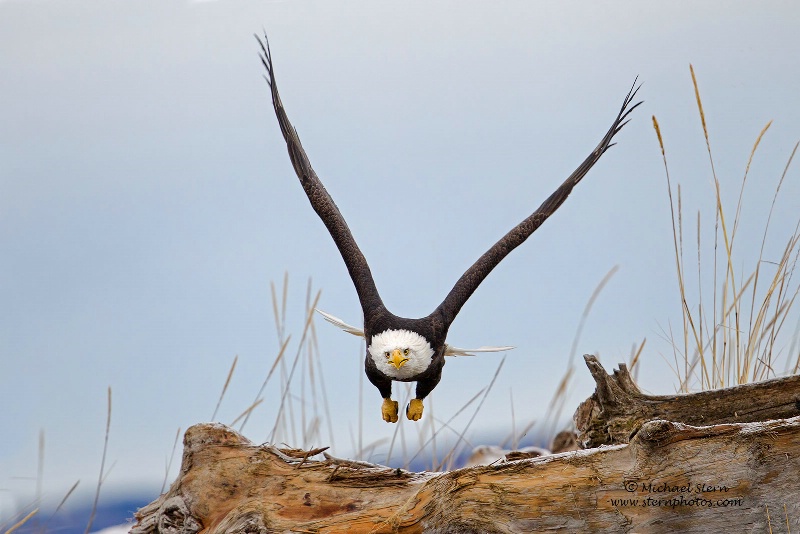 Eagle Flying In Over Log