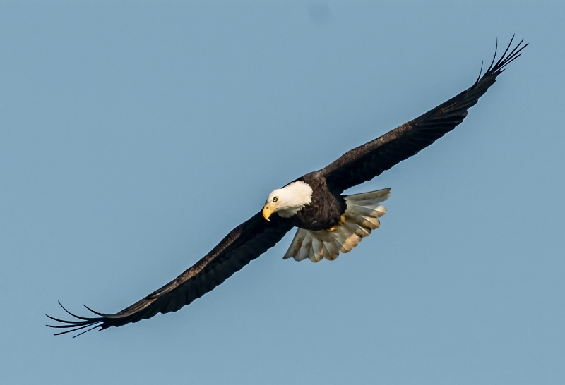 Eagle19-2012 - ID: 13600658 © Bob Miller