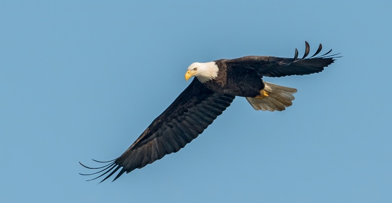 Eagle 16- 2012 - ID: 13600661 © Bob Miller