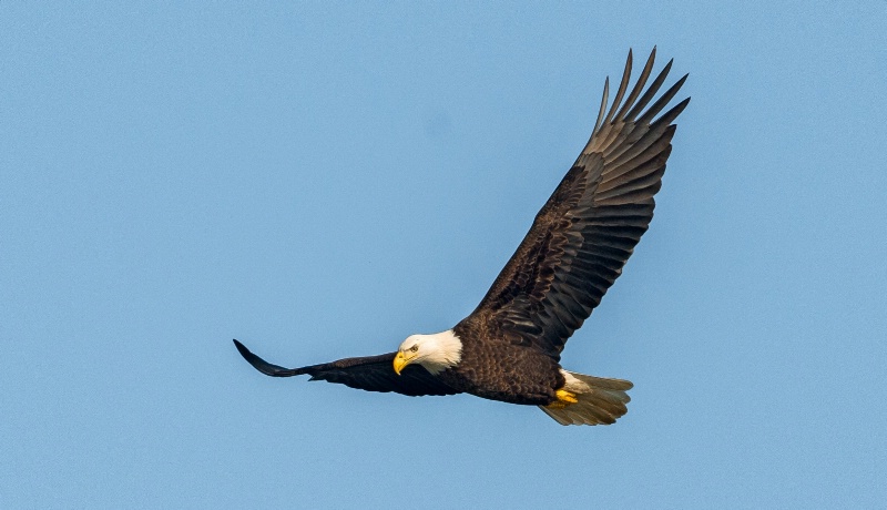 Eagle 15- 2012 - ID: 13600662 © Bob Miller